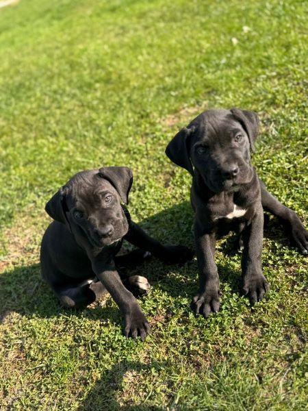 Cane-Corso-štenci