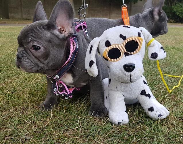  Francuski buldog dostupan za prodaju