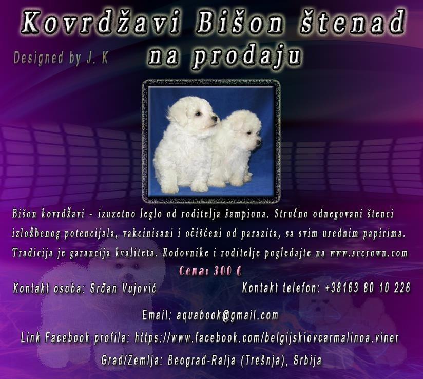 Kovrdžavi-Bišon-štenad