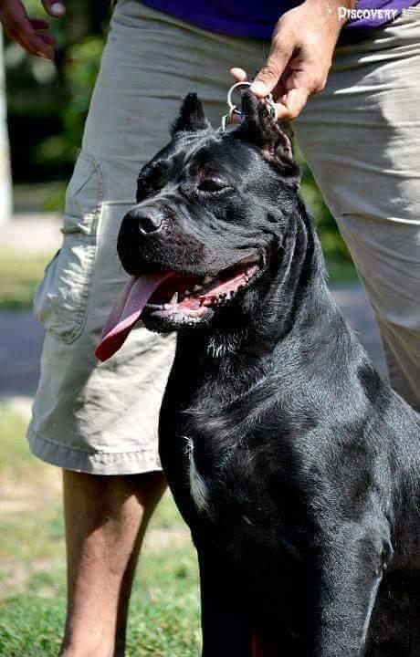 Cane-Corso