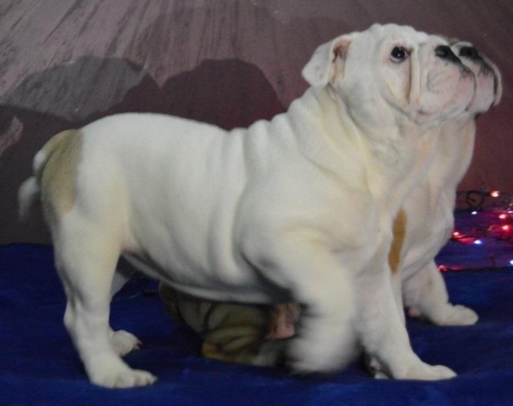 Engleski-buldog--štenci-na-prodaju