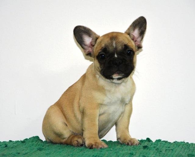 Francuski-buldog