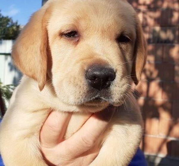 Labrador-štenci