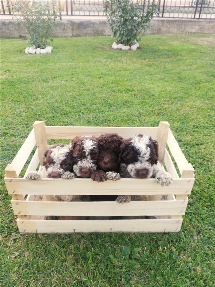Štenci-Lagotto-Romagnolo-