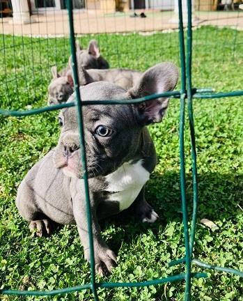 Francuski-buldog-štenci-