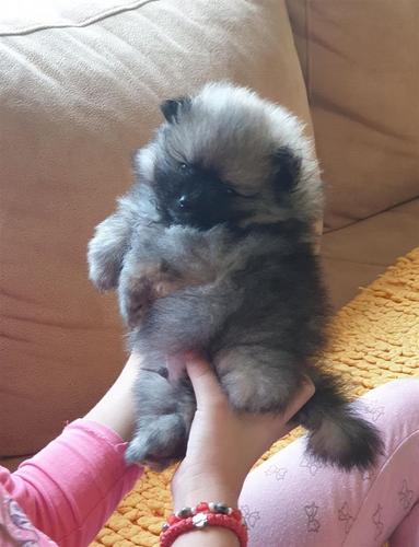 Pomeranski Spic