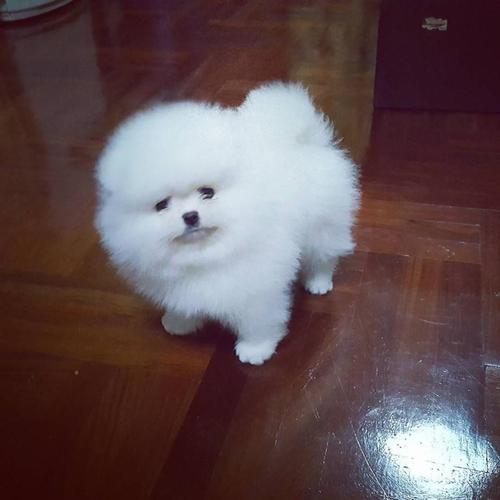 Pomeranski spic boo