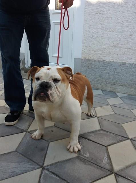 Engleski-buldog