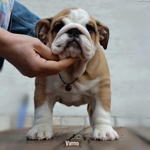 Engleski-Buldog-