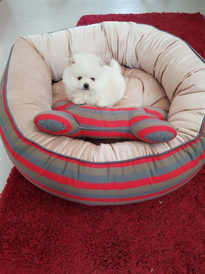 Pomeranac-boo-