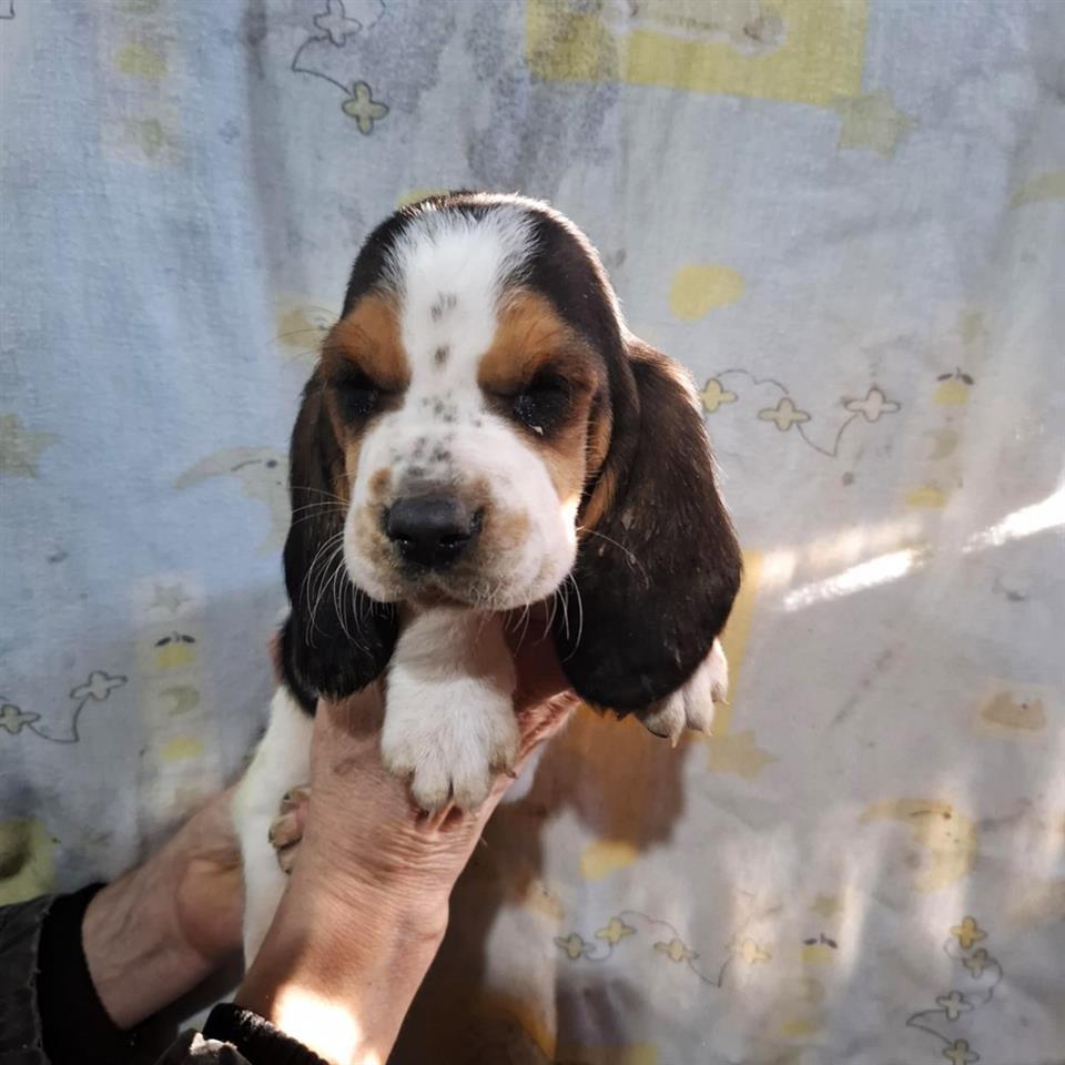Basset-Hound-štenci-