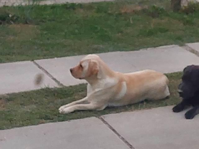 Labrador-Retriver--vrhunski-štenci