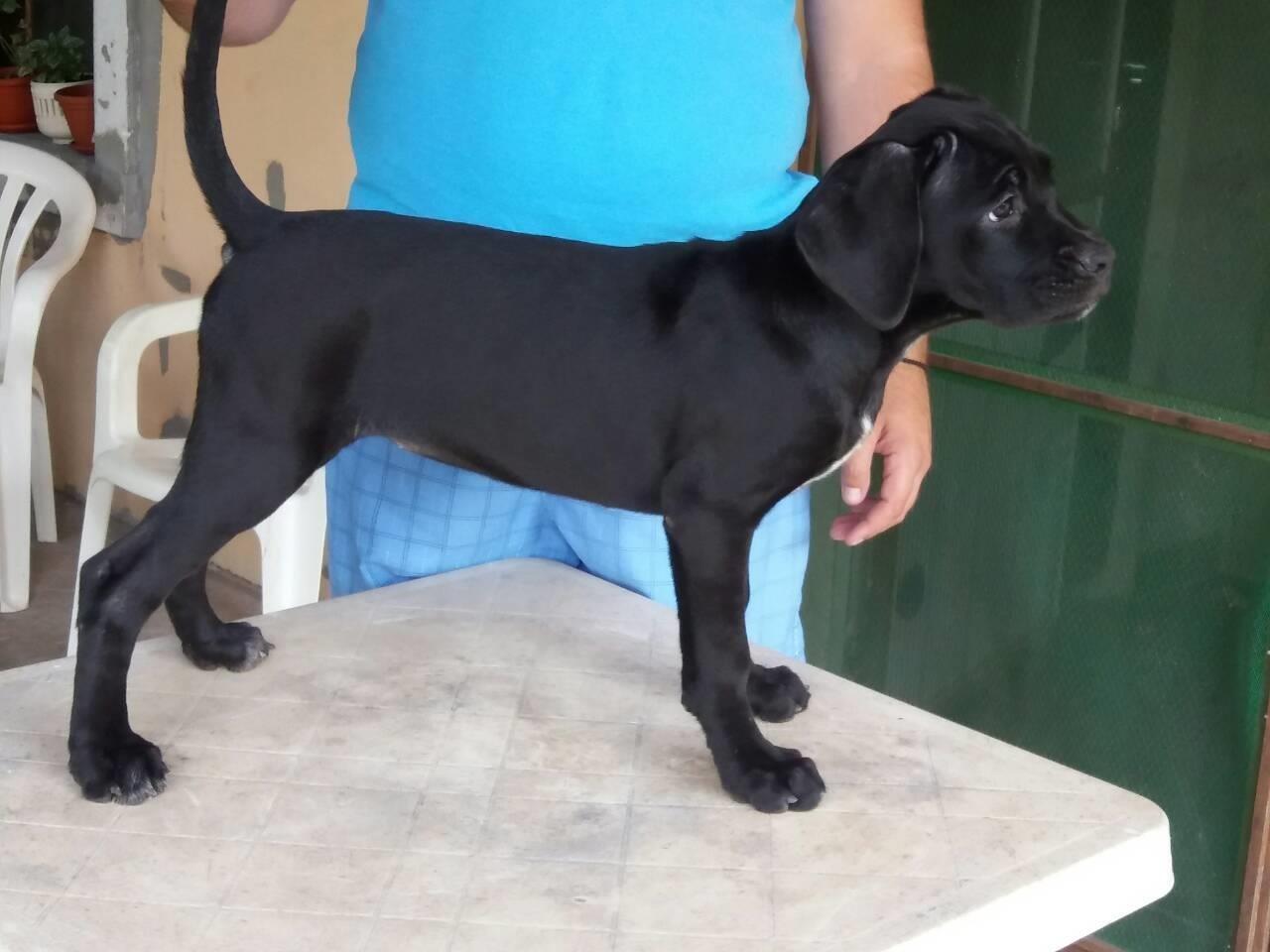 Cane-corso-stenci