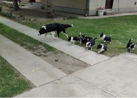 Border-Collie-stenci-