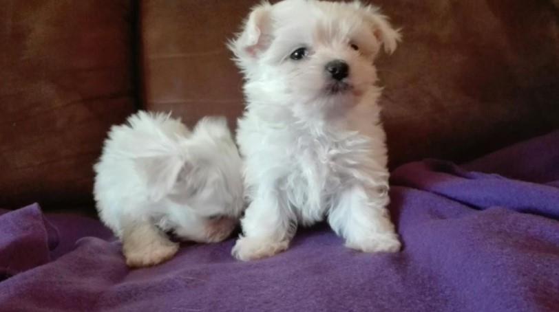 Maltezer-i-coton-de-tulear-stenci-na-prodaju