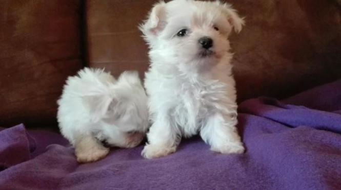 Maltezer i coton de tulear stenci na prodaju