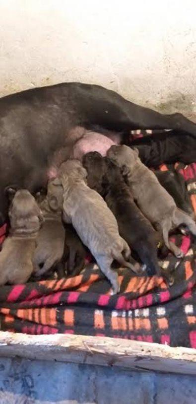 Cane-corso-