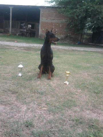 Doberman, stenci