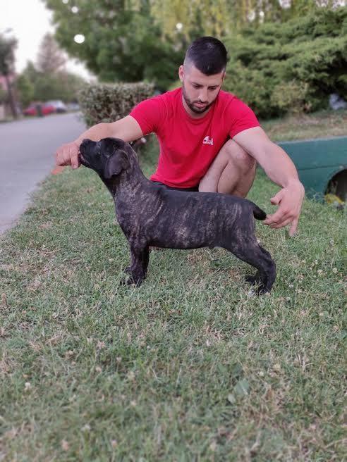 Cane-Corso-štenci-