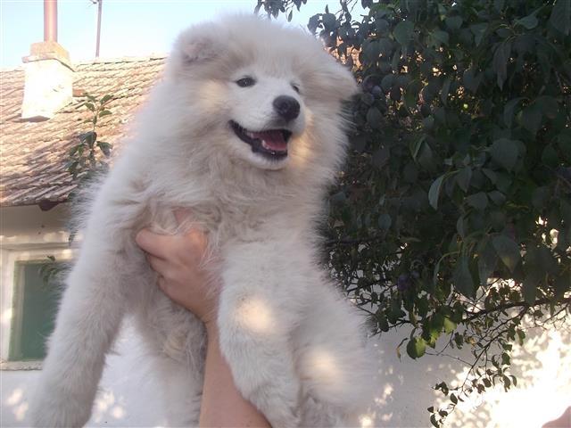 Samojed