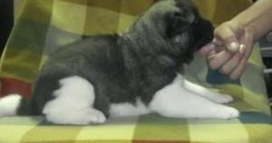 Muški-i-ženski-Akitas
