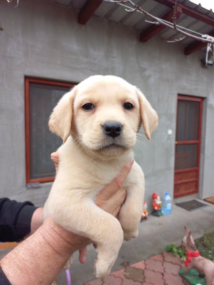 Labrador-štenci