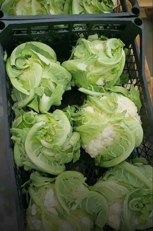 Export-Vegetables-Albania-Diva-Agro-Import-Export
