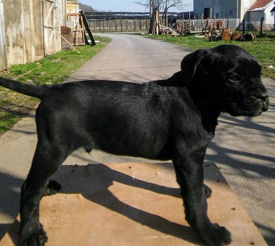 Kane korso štenci 