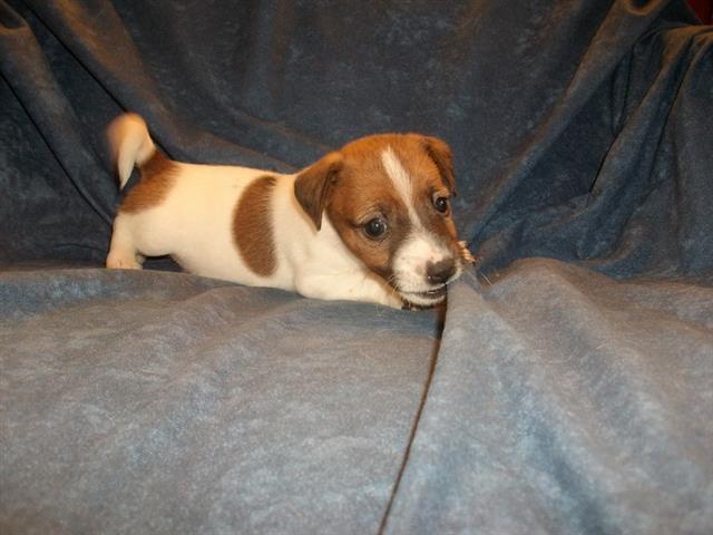 Jack-Russel-Terrier