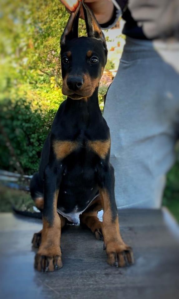 Štenci-Dobermana-