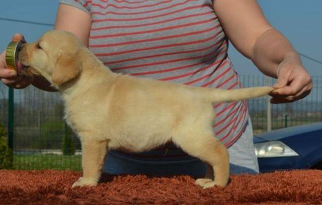 Labrador-retriver-