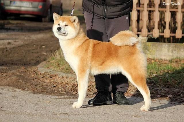 Prelepi-štenci-Akita-inu
