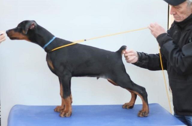 Štenci-DOBERMANA-