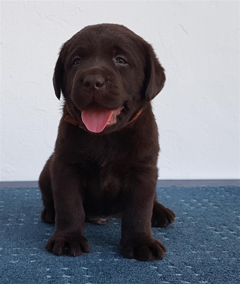 Izuzetna-stenad-Labrador-Retrivera