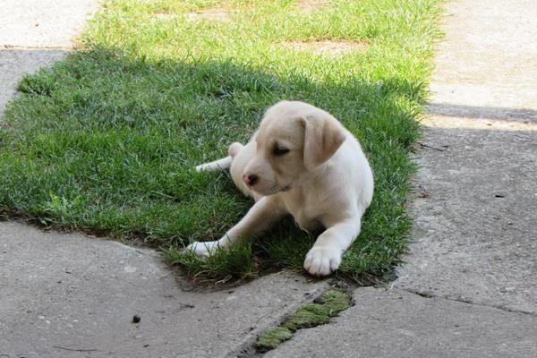 Labrador retriver stenad
