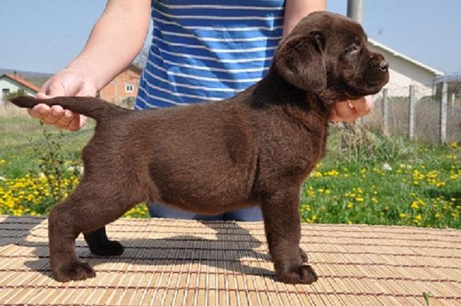 Labrador Retriver