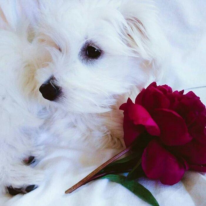 Coton-de-Tulear
