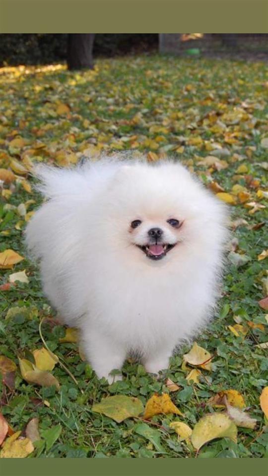 Pomeranski-špic