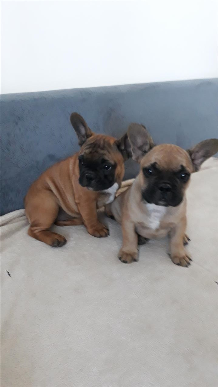 Francuski-buldog