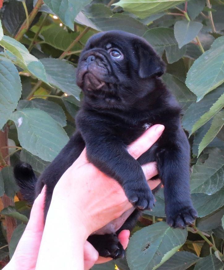 Mops