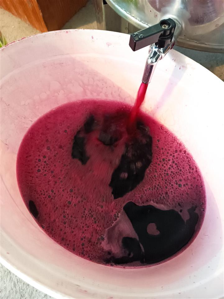 Domace-vino-