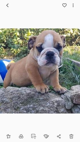 Engleski buldog štenci 