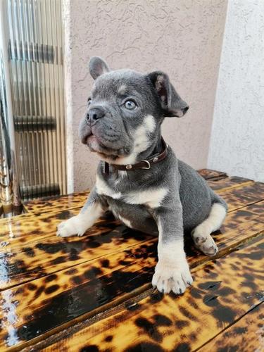 Prelepi Francuski Bulldogg 