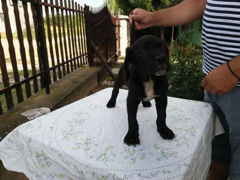 CANE-CORSO-