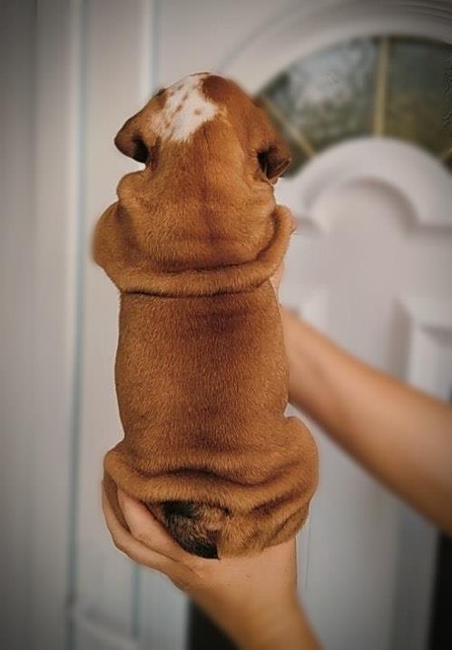 Engleski-buldog--štenci-na-prodaju