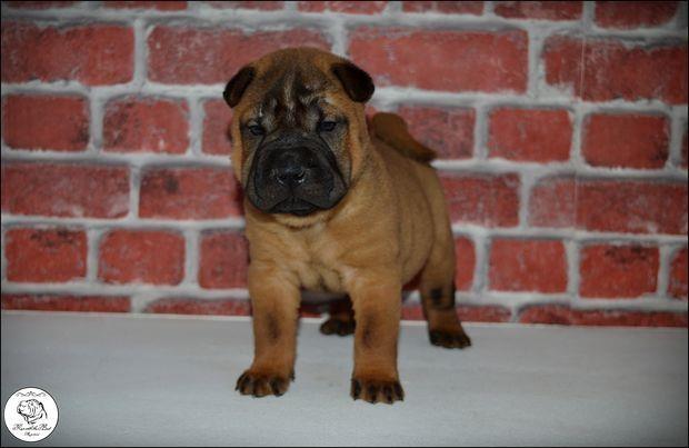 Shar-Pei-leglo-