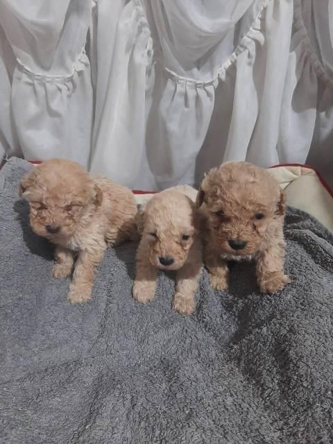 Maltipoo-štenci