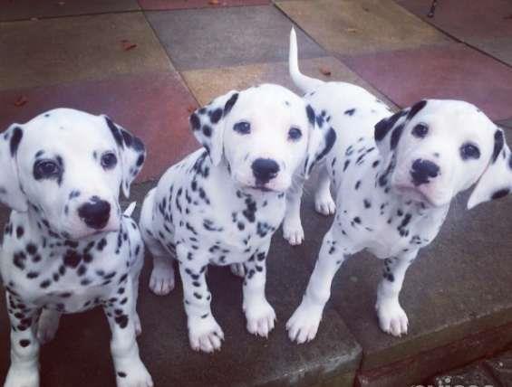 Lijepi Dalmations štenad na prodaju