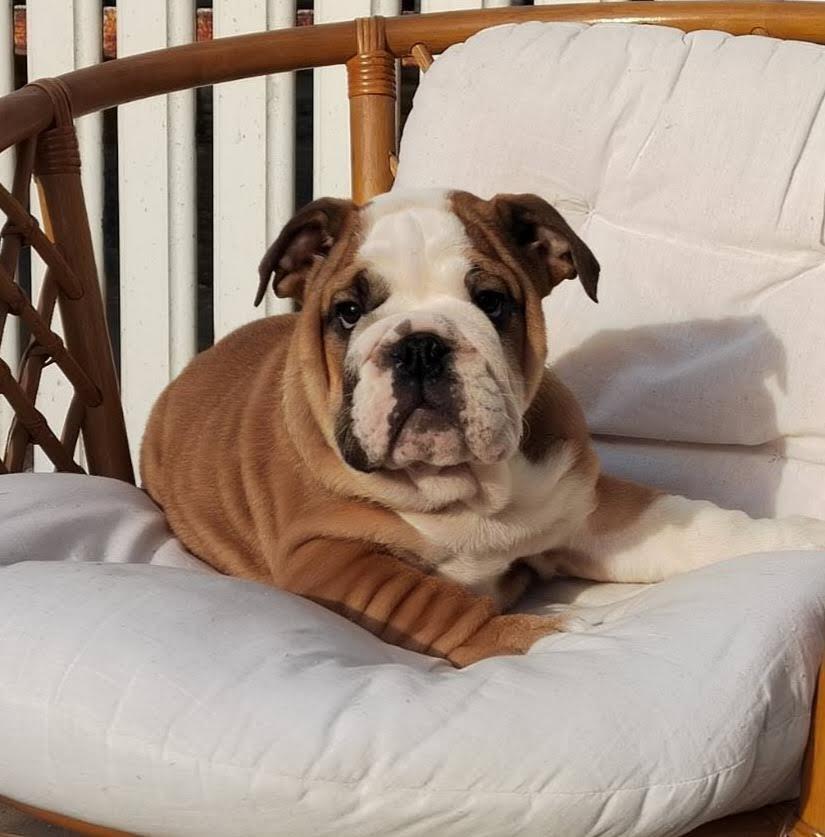 Engleski-Bulldog-
