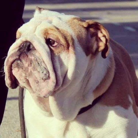 Engleski-buldog-